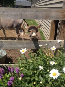 carosel acres